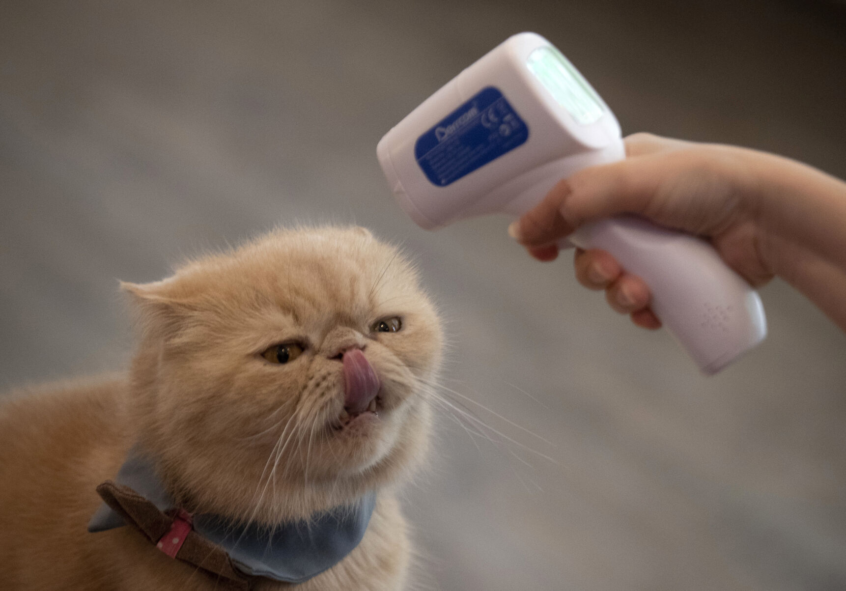 Cat gets temperature checked